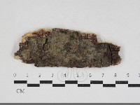 射脈菌屬藏品圖，第1張