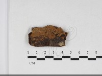 齒耳菌屬藏品圖，第1張