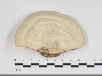 登錄號:F0033899藏品圖，第1張