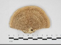 登錄號:F0033899藏品圖，第3張