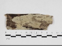 絲齒菌屬藏品圖，第1張