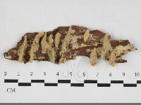 登錄號:F0033907藏品圖，第1張