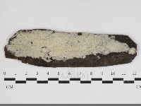 粗糙孢菌屬藏品圖，第1張