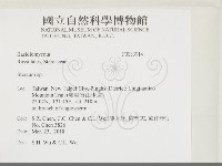 韌革菌屬藏品圖，第2張