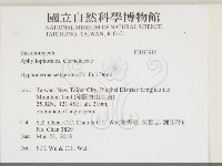 剛毛絲皮菌藏品圖，第2張