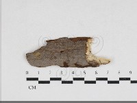 刺革菌屬藏品圖，第1張