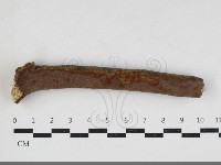 刺革菌屬藏品圖，第1張