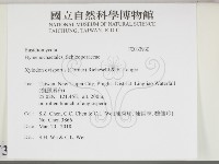 卵孢木齒菌藏品圖，第2張