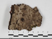 登錄號:F0033932藏品圖，第1張