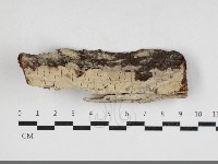 擬射脈菌屬藏品圖，第1張