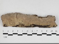 擬射脈菌屬藏品圖，第1張