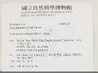 剛毛絲皮菌藏品圖，第2張