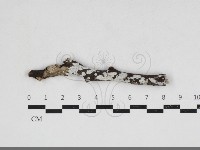 刺皮菌屬藏品圖，第1張