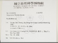 齒耳菌屬藏品圖，第2張