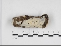 齒耳菌屬藏品圖，第3張