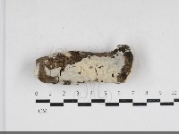 齒耳菌屬藏品圖，第4張