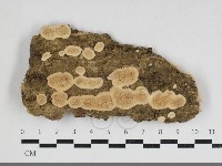 登錄號:F0033954藏品圖，第1張