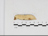 刺革菌屬藏品圖，第1張