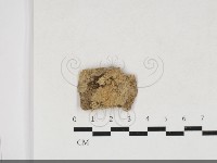 絲齒菌屬藏品圖，第1張