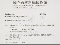 毛木耳藏品圖，第2張