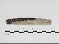登錄號:F0033969藏品圖，第1張
