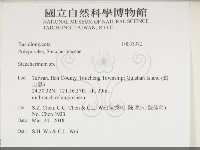 齒耳菌屬藏品圖，第2張