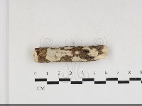 齒耳菌屬藏品圖，第1張