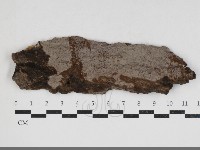 刺革菌屬藏品圖，第1張