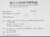 顯絲菌屬藏品圖，第2張