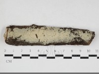 顯絲菌屬藏品圖，第1張