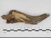 登錄號:F0033989藏品圖，第1張