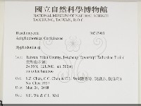 絲齒菌屬藏品圖，第2張