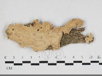 容氏菌屬藏品圖，第1張