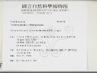 卵孢木齒菌藏品圖，第2張