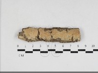 卵孢木齒菌藏品圖，第1張