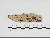 容氏菌屬藏品圖，第1張