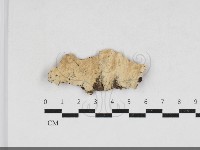 容氏菌屬藏品圖，第1張