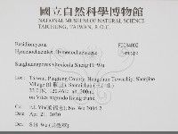 黃荊桑黃藏品圖，第2張