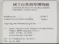 黃荊桑黃藏品圖，第2張