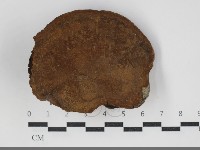 黃荊桑黃藏品圖，第3張