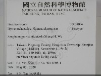 黃荊桑黃藏品圖，第2張