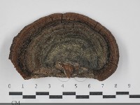 黃荊桑黃藏品圖，第1張