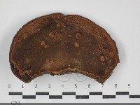 黃荊桑黃藏品圖，第3張