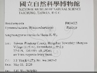 黃荊桑黃藏品圖，第2張