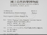 黃荊桑黃藏品圖，第2張