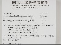 黃荊桑黃藏品圖，第2張