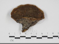 黃荊桑黃藏品圖，第3張