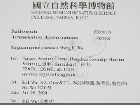 黃荊桑黃藏品圖，第2張