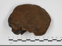 黃荊桑黃藏品圖，第3張