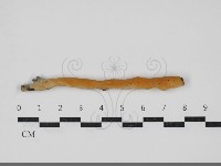 登錄號:F0034020藏品圖，第1張